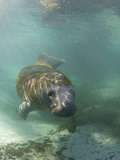 Florida Manatee, Crystal River, Florida, Usa Photographic Print by Rebecca Jackrel