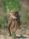 Burrowing Owl, Florida, Usa Photographic Print by Connie Bransilver