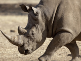 Profile Close-Up of Endangered White Rhinoceros, Okapuka Ranch, Windhoek, Namibia Photographic Print by Wendy Kaveney