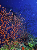 Underwater, Bonaire, Netherlands Antilles Fotografisk trykk av Connie Bransilver