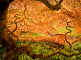 Japanese Maple Trees in Winterthur Gardens, Wilmington, Delaware, Usa Photographic Print by Jay O'brien