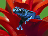 Blue Poison Dart Frog, Surinam Photographic Print by Adam Jones