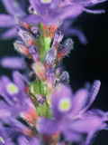 Wild Habitat, Florida, Usa Photographic Print by Connie Bransilver