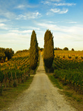 Late Summer Wine Scene in the Hills of Panzano, Tuscany, Italy Photographic Print by Richard Duval