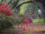 Spring Azaleas in Bloom at Magnolia Plantation and Gardens, Charleston, South Carolina, Usa Photographie par Joanne Wells