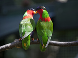 Collared Lory, Kula Eco Park, Vitu Levu, Fiji Fotografie-Druck von Douglas Peebles