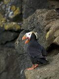 Tufted Puffin, St Paul, Pribilof Islands, Alaska, Usa Photographic Print by Rebecca Jackrel