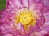 Lotus Bloom in the Summer, North Carolina, Usa Photographic Print by Joanne Wells