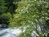 Flowering Dogwood Tree Along the Merced River, Yosemite National Park, California, Usa Photographic Print by Dennis Flaherty