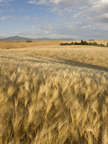 Gield of 6 Row Barley Ripening in the Afternoon Sun, Spokane County, Washington, Usa Fotografisk tryk af Greg Probst Gield of 6 Row Barley Ripening in the Afternoon Sun, Spokane County, Washington, Usa Fotografisk tryk af Greg Probst