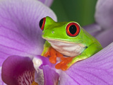Red-Eyed Tree Frog Photographic Print by Adam Jones