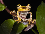 Imbabura Treefrog, Choca Region, Ecuador Photographic Print by Pete Oxford