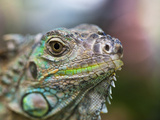 Profile of a Green Iguana, Costa Rica Photographic Print by Jim Goldstein