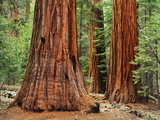 Close-Up of Sequoia Trees in Forest, Yosemite National Park, California, Usa Photographic Print by Dennis Flaherty
