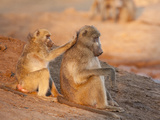 Two Grooming Baboons, Senyati Safari Camp, Botswana Photographic Print by Wendy Kaveney