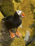 Tufted Puffin with a Mouthful of Fish, St Paul, Pribilof Islands, Alaska, Usa Photographic Print by Rebecca Jackrel