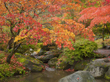 Japanese Garden, Washington Park Arboretum, Seattle, Washington, Usa Photographic Print by Jamie & Judy Wild