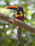 A Wild Fiery-Billed Aracari, Costa Rica Photographic Print by Jim Goldstein