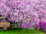 Wooden Bench under Cherry Blossom Tree in Winterthur Gardens, Wilmington, Delaware, Usa Photographic Print by Jay O'brien