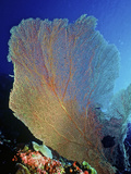 Underwater, Bonaire, Netherlands Antilles Photographic Print by Connie Bransilver