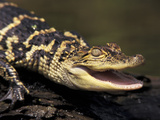 American Alligator Photographic Print by Claudia Adams