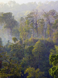 Sulawesi Tangkoko Rainforest, Sulawesi Fotografisk trykk av Connie Bransilver