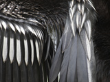 Everglades National Park, Florida, Usa Photographie par Connie Bransilver