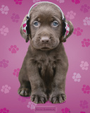 Kimberlin-Chocolate Lab Head Photographie