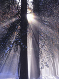 Rising Sun, Yosemite Valley, Yosemite National Park, Sierra Nevada, California Fotografisk trykk av Christopher Bettencourt Rising Sun, Yosemite Valley, Yosemite National Park, Sierra Nevada, California Fotografisk trykk av Christopher Bettencourt