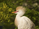 Cattle Egrets, Florida, Usa Photographic Print by Connie Bransilver