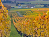 Stoller Vineyard, Dundee, Yamhill County, Willamette Valley, Oregon, Usa Photographic Print by Janis Miglavs