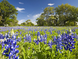 Field of Texas Bluebonnets and Oak Trees, Texas Hill Country, Usa Photographic Print by Julie Eggers