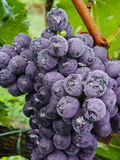 Chianti Grapes Ready for Harvest, Greve, Tuscany, Italy Photographic Print by Richard Duval