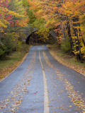 Joanne Wells - Road Through Acadia National Park in the Fall, Maine, Usa Fotografická reprodukce Joanne Wells - Road Through Acadia National Park in the Fall, Maine, Usa Fotografická reprodukce