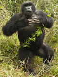 Mountain Gorillas Blackback Beating His Chest, Volcanoes National Park, Rwanda Photographic Print by Joe McDonald