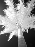 Infrared Landscape, Molokai, Hawaii, Usa Fotografisk trykk av Connie Bransilver