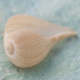 Soft Light Shells I Prints by Ben Wood