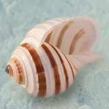 Soft Light Shells III Prints by Ben Wood