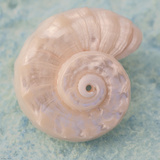 Soft Light Shells II Print by Ben Wood