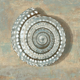 Aqua Seashell Posters by Caroline Kelly
