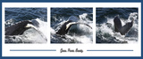 Whales - Grace, Power, Beauty Prints by Jobe Waters