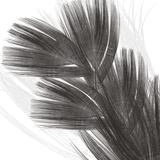 Plumes I, c.2008 Premium Giclee Print by Anne Montiel