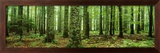 Rain Forest Prints