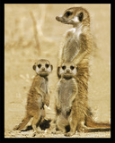 Meerkatten Print Meerkatten Print