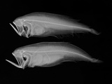 Bothid Flatfish Photographic Print by Sandra J. Raredon