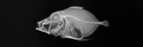Rosy Dory Photographic Print by Sandra J. Raredon