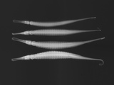 Alligator Pipefish Photographic Print by Sandra J. Raredon