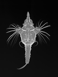 Short Dragonfish Photographic Print by Sandra J. Raredon