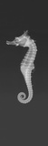Dhiho’S Seahorse Photographic Print by Sandra J. Raredon