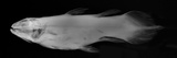 Coelacanth Photographic Print by Sandra J. Raredon